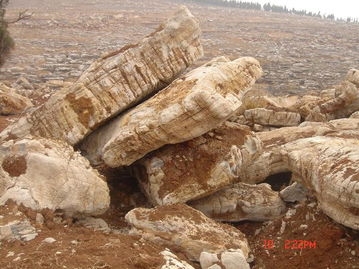 龜紋石 景觀石供應(yīng)