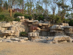 龜紋石 自然與藝術的融合，優質景觀石供應指南